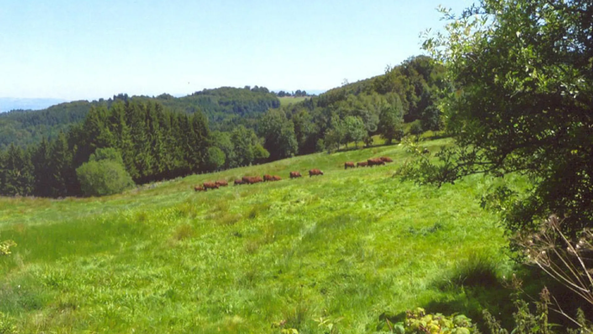 Charmant Gite Avec Terrasse, Cheminee Et Jardin, A Proximite Des Bois, Animaux Acceptes - Fr-1-496-205 Saint-Jean-Soleymieux 0*,
